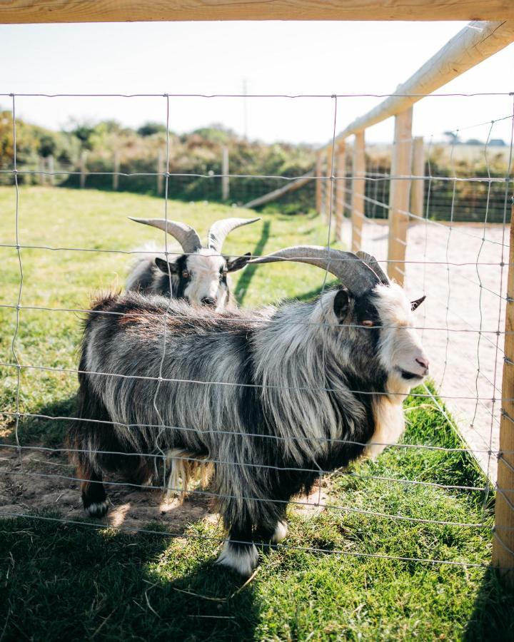לינה וארוחת בוקר Saint Ervan Macdonald'S Farm מראה חיצוני תמונה